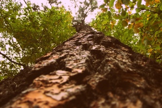 Пастор, изучай процесс освящения