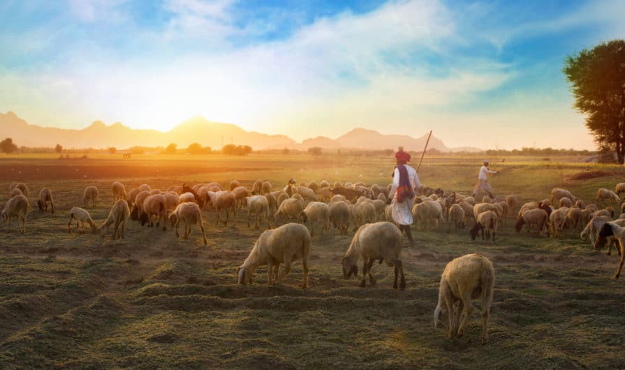 Чем должен заниматься пастор?